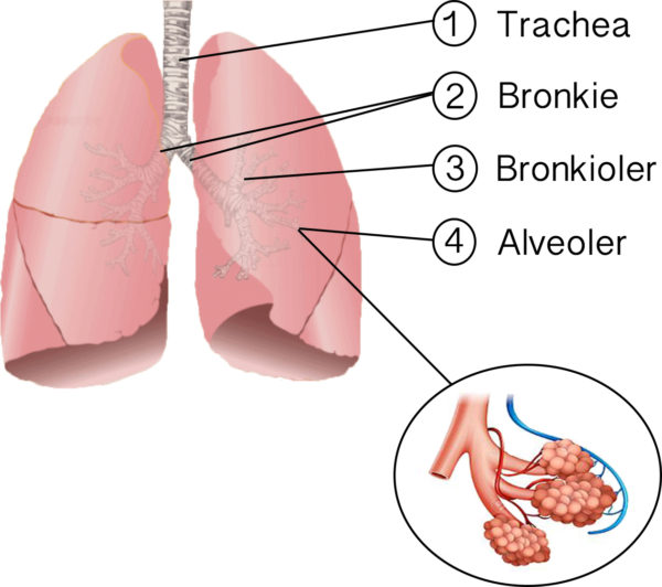Billede af lungerne