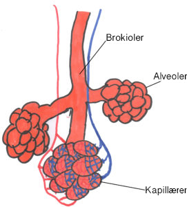 Beskrivelse af billedet