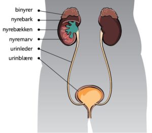 Her er en illustration af nyren