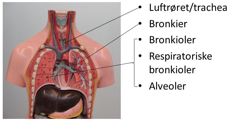 Detaljeret billede af lungerne